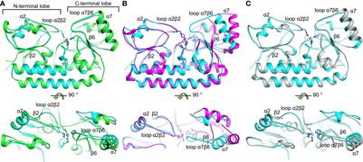 Conformation of the Solute-Binding Protein AdcAII Influences Zinc Uptake in Streptococcus pneumoniae